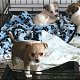 5 chihuahua puppies voor gratis adoptie mis dit niet !!! - 0 - Thumbnail