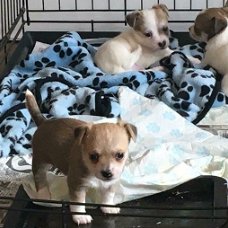  5 chihuahua puppies voor gratis adoptie mis dit niet !!!