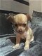 Chihuahua Puppies voor adoptie - 0 - Thumbnail
