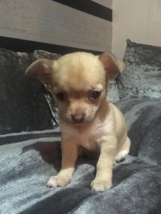  Chihuahua Puppies voor adoptie