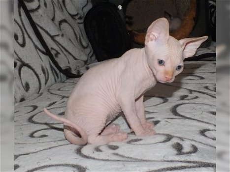 Sphynx kittens beschikbaar - 0