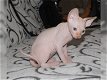 Sphynx kittens beschikbaar - 0 - Thumbnail