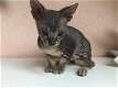 Sphynx kittens beschikbaar - 2 - Thumbnail