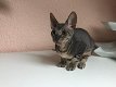 Sphynx kittens beschikbaar - 3 - Thumbnail