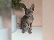 Sphynx kittens beschikbaar - 4 - Thumbnail