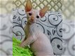 Sphynx kittens beschikbaar - 5 - Thumbnail