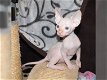 Sphynx kittens beschikbaar - 6 - Thumbnail