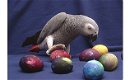 Jonge super tamme Afrikaanse grijze papegaaien uit Congo - 0 - Thumbnail