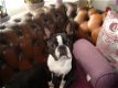 PUPS GRATIS VAN GRACELVICE UIT ASSEN IS OPLICHTERIJ!!!!!!!!!!!! - 0 - Thumbnail