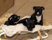 kruising engelse stafford met american bully pups - 2 - Thumbnail