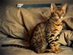 geregistreerde Bengaalse kittens - 0 - Thumbnail