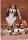 Kaart Schotse Collie - 0 - Thumbnail