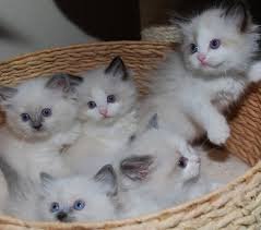 Gratis katten en kittens - 0