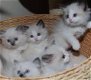 Gratis katten en kittens - 0 - Thumbnail