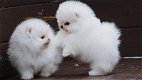 Pommerse puppy's beschikbaar - 0 - Thumbnail