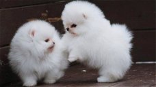 Pommerse puppy's beschikbaar