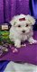 Zeer zoete charmante Maltese puppy's - 0 - Thumbnail