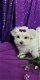 Zeer zoete charmante Maltese puppy's - 1 - Thumbnail