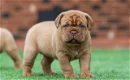 ? Prachtige Dogue De Bordeaux Puppies AKC - 0 - Thumbnail