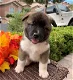 AKC Amerikaanse Akita-puppy's - 0 - Thumbnail