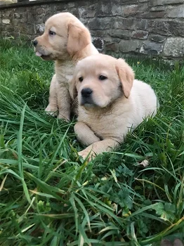 ? Labrador retrievers puppies - 0