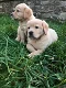? Labrador retrievers puppies - 0 - Thumbnail