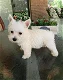 ? West highland Terrier Puppies - 0 - Thumbnail