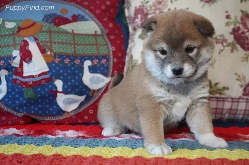 Shiba Inu-puppy's - 0