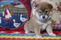 Shiba Inu-puppy's - 0 - Thumbnail
