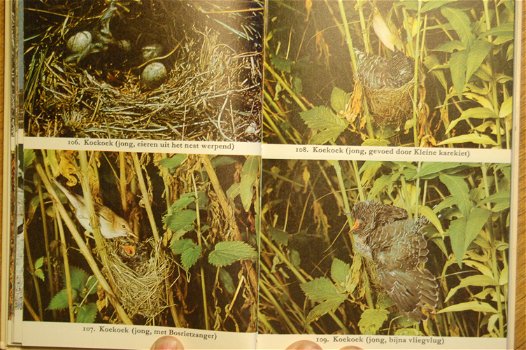 Broedende vogels: hun nesten, eieren en jongen - 1