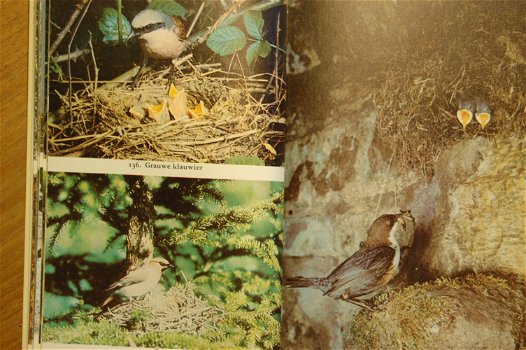 Broedende vogels: hun nesten, eieren en jongen - 2