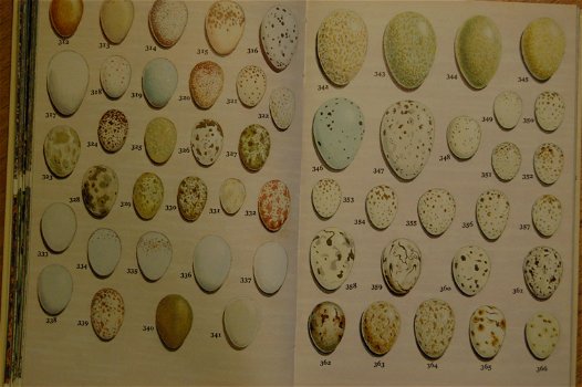Broedende vogels: hun nesten, eieren en jongen - 3