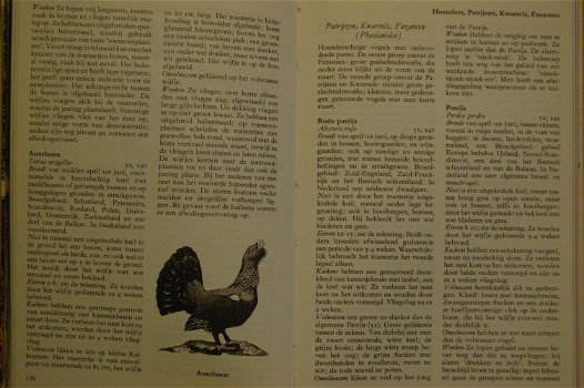 Broedende vogels: hun nesten, eieren en jongen - 5