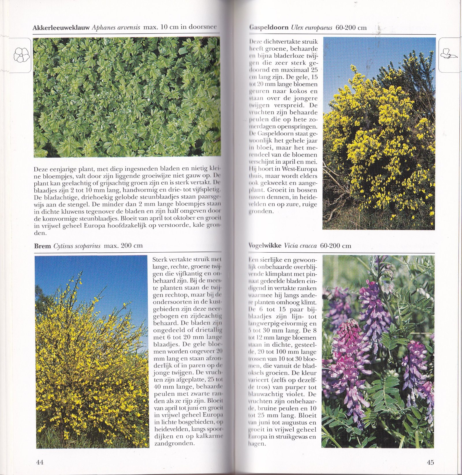 Wilde planten van Europa - Afbeelding 3