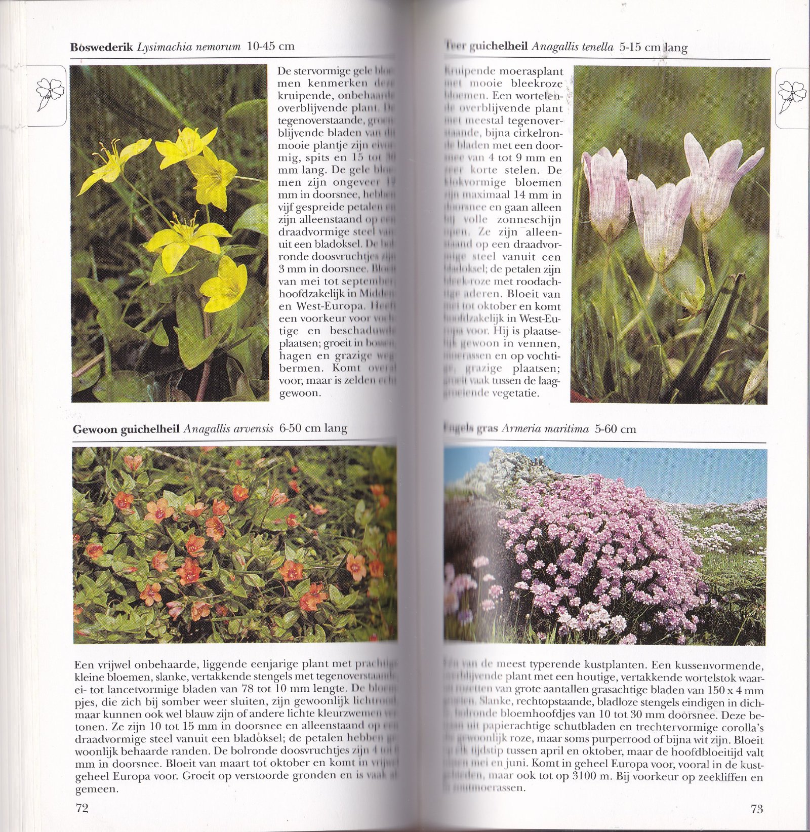 Wilde planten van Europa - Afbeelding 4