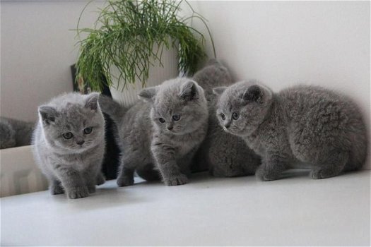 Absoluut verbluffende Britse kittens met kort haar en ui.. Absoluut verbluffende britse kittens met - 0