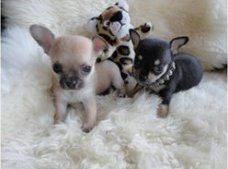 Mooie Chihuahua pups, langharig en kortharig.
