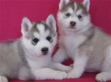 Zeven Siberische husky puppies klaar om te gaan