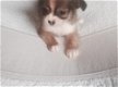 Chihuahua pups - 0 - Thumbnail