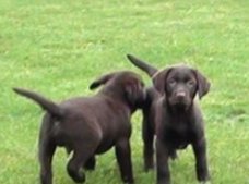 Gezond en rasechte Labrador pups.