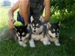 Siberische husky pups voor een goede thuis - 0 - Thumbnail