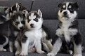 Siberische Husky pups - 0 - Thumbnail
