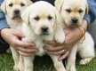 Gezonde labrador pups voor goede woningen - 0 - Thumbnail