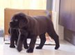 Labrador pups - 0 - Thumbnail