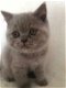 Blauwe Britse korthaar kittens - 0 - Thumbnail