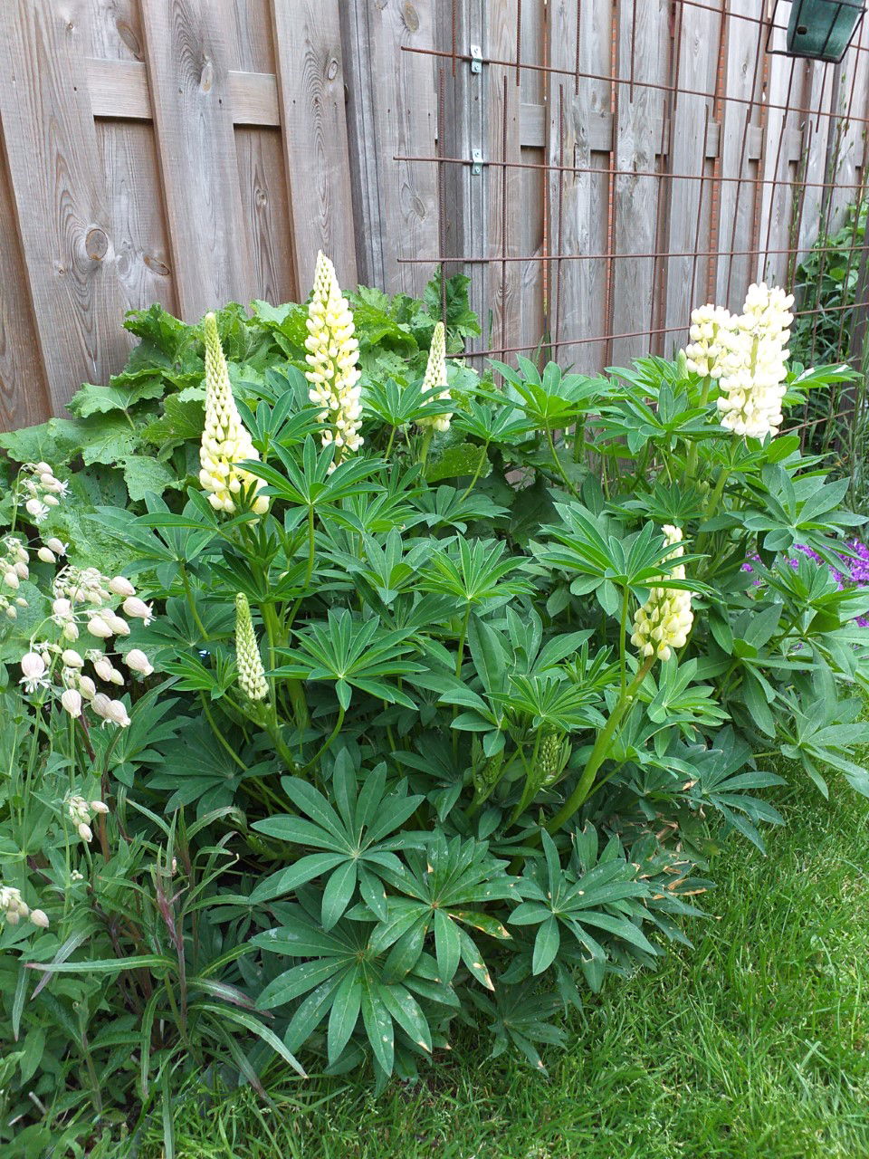 zaden van LUPINE (15) - Afbeelding 2