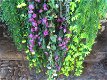 GUIRLANDE - GELE BLOEMETJES - HANGING GARDEN - 5 - Thumbnail