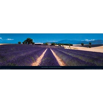 Lavender Provence, France art print bij Stichting Superwens! - 0