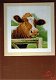 AANBIEDING LANARTE BORDUURPAKKET ,WONDERING COW 036 - 0 - Thumbnail