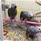 Afrikaanse grijze papegaai is klaar voor een nieuw thuis - 0 - Thumbnail